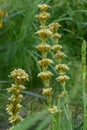 Pale yellow-eyed-grass Sisyrinchium striatum pale yellow flowers Royalty Free Stock Photo